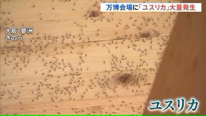 大阪万博さん　大量発生しているユスリカ対策に全力を出す←さすが維新の会