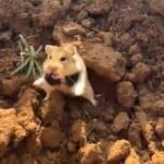 野生のハムスターさん　威嚇が威嚇になってないｗｗｗｗｗｗｗｗｗｗｗｗ