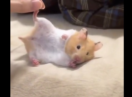 ハムスターが可愛すぎる件について