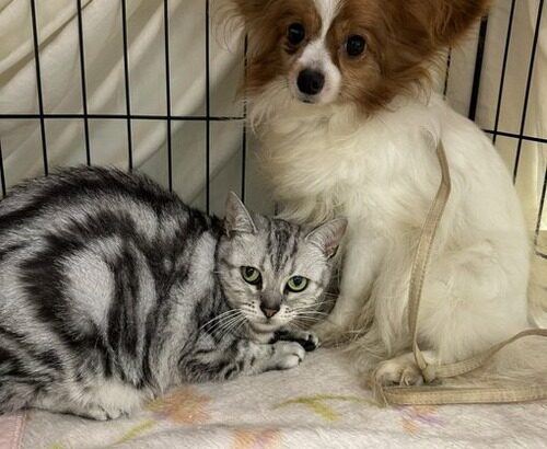 犬と猫の飼い主「結婚したので飼えません、さよならー」←ひどすぎるだろと炎上