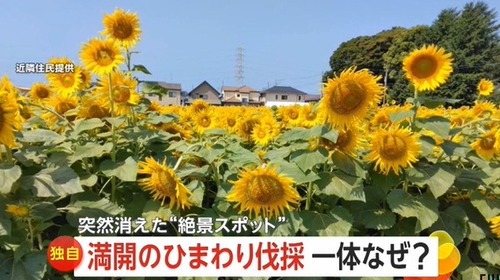 【千葉】満開の“ひまわり回廊”　殺到した外国人観光客による迷惑行為で伐採へ